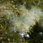 花粉飛散.GIF